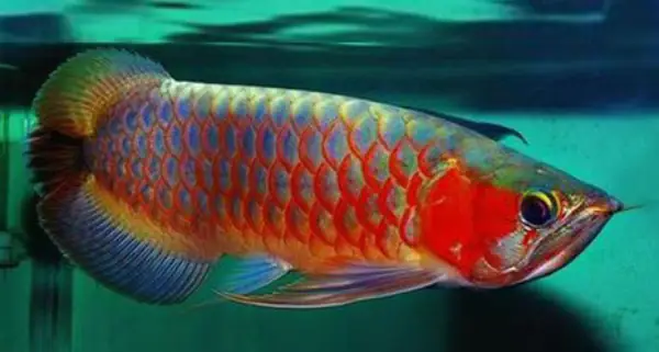 Tổng Hợp Các Mẫu Cá Rồng Đẹp Tại Việt Nam: