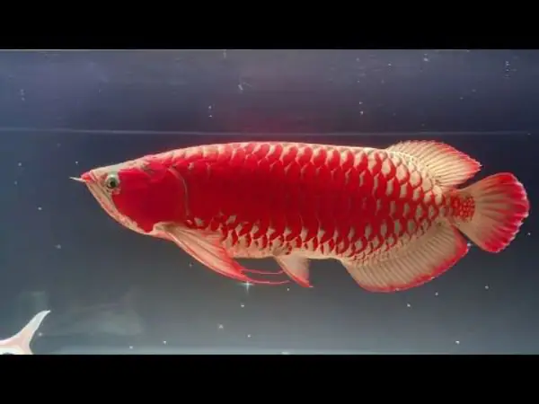 Tổng Hợp Các Mẫu Cá Rồng Đẹp Tại Việt Nam: