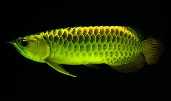 Tổng Hợp Các Mẫu Cá Rồng Đẹp Tại Việt Nam: