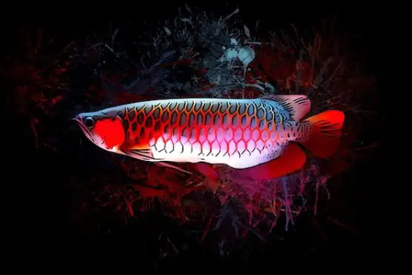 Tổng Hợp Các Mẫu Cá Rồng Đẹp Tại Việt Nam: