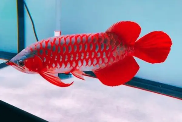 Tổng Hợp Các Mẫu Cá Rồng Đẹp Tại Việt Nam: