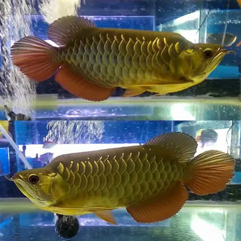 Tổng Hợp Các Mẫu Cá Rồng Đẹp Tại Việt Nam: