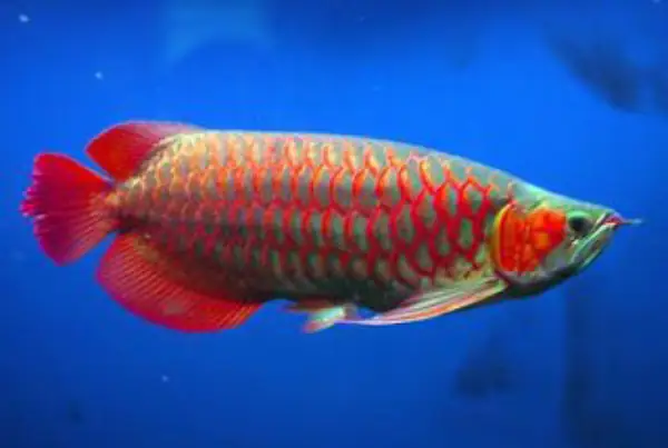 Tổng Hợp Các Mẫu Cá Rồng Đẹp Tại Việt Nam: