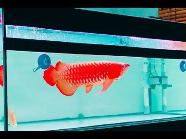 Tổng Hợp Các Mẫu Cá Rồng Đẹp Tại Việt Nam: