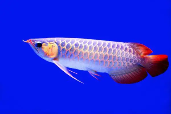 Tổng Hợp Các Mẫu Cá Rồng Đẹp Tại Việt Nam: