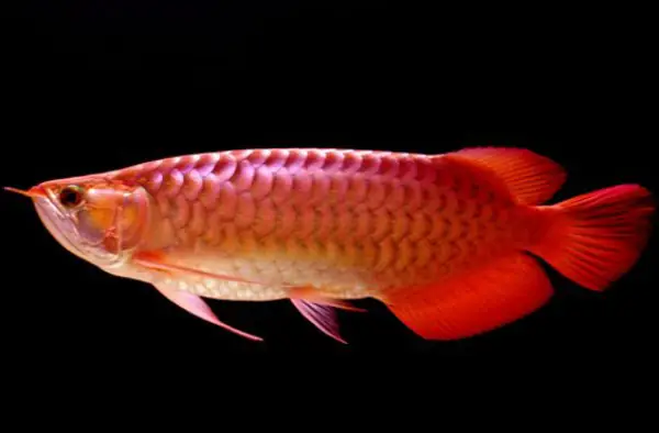 Tổng Hợp Các Mẫu Cá Rồng Đẹp Tại Việt Nam: