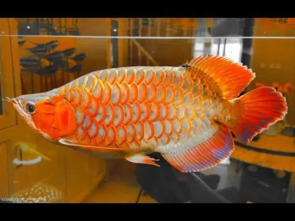 Tổng Hợp Các Mẫu Cá Rồng Đẹp Tại Việt Nam: