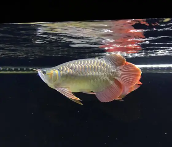 Tổng Hợp Các Mẫu Cá Rồng Đẹp Tại Việt Nam: