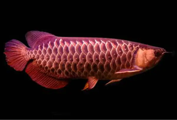 Tổng Hợp Các Mẫu Cá Rồng Đẹp Tại Việt Nam: