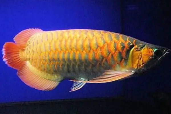 Tổng Hợp Các Mẫu Cá Rồng Đẹp Tại Việt Nam: