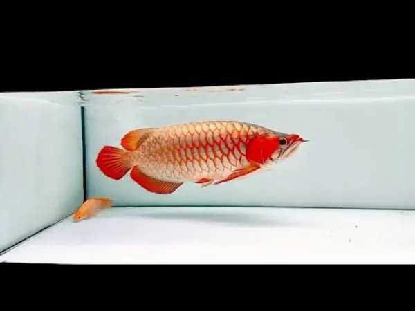 Tổng Hợp Các Mẫu Cá Rồng Đẹp Tại Việt Nam: