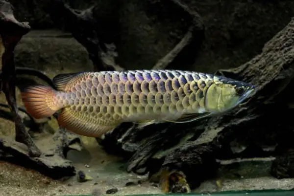 Tổng Hợp Các Mẫu Cá Rồng Đẹp Tại Việt Nam: