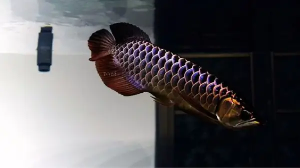 Tổng Hợp Các Mẫu Cá Rồng Đẹp Tại Việt Nam: