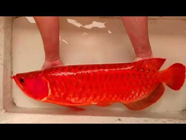 Tổng Hợp Các Mẫu Cá Rồng Đẹp Tại Việt Nam: