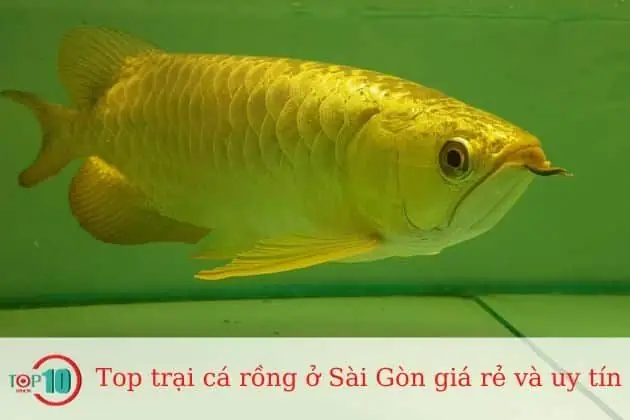 Giá Cá Rồng Full Helmet Size 40: Bảng Giá, Đặc Điểm Và Hướng Dẫn Chọn Mua Chi Tiết