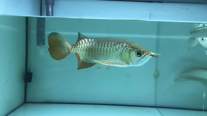 Theo Dõi Sức Khỏe Của Cá