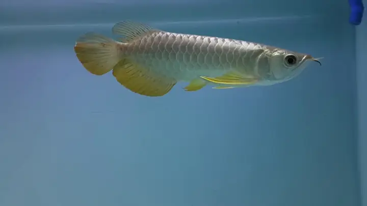 Ý Nghĩa Sâu Sắc