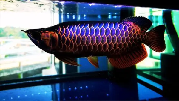 Giá Cá Rồng Quá Bối Đầu Vàng: Bật Mí Chi Tiết Giá Cả Và Thông Tin Cần Biết