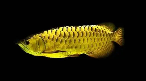 Giá Cá Rồng Kim Long Quá Bối