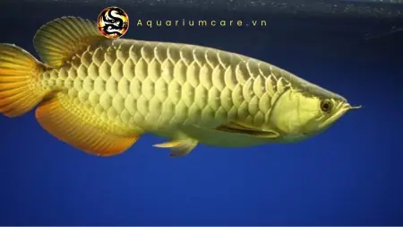 Cá Rồng Kim Long Cao Lưng Super Highback - Vi Sinh Cá Cảnh ...