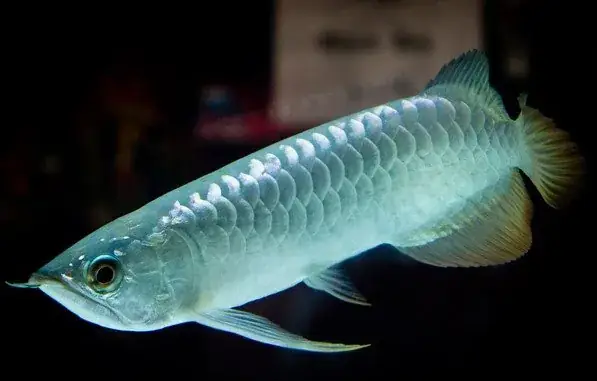 Giá Cá Rồng Xanh: Bảng Giá & Tiêu Chí Chọn Mua Năm 2025