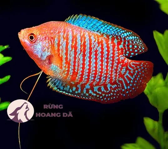 Cách Ép Đẻ Cho Cá Sặc Gấm