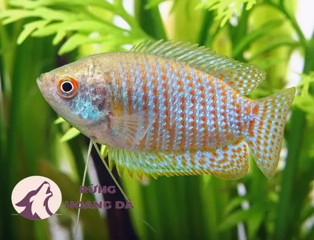 Cá Sặc Gấm Là Cá Gì?