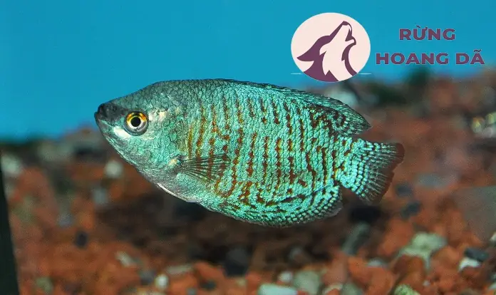 Phân Biệt Qua Vây Lưng