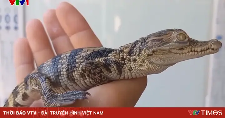 Cảnh Giác Với Thú Chơi Cá Sấu Mini