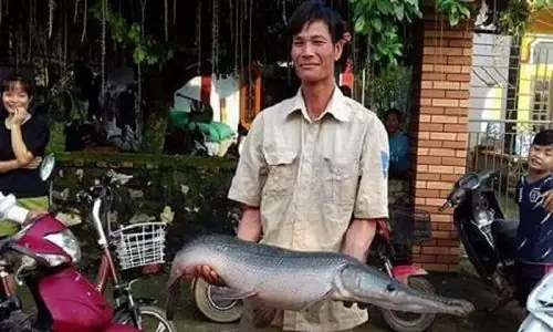 Cá Sấu Hỏa Tiễn Giá Bao Nhiêu Tiền 1kg?