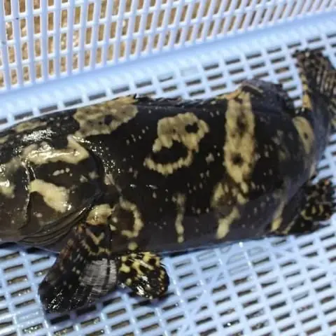 Cá Mú Hoa (cá Song) Bơi (kg) – Hải Sản Hùng Cường