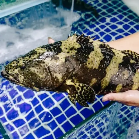 Cá Song Hổ Tươi Sống - Chế Biến Theo Yêu Cầu