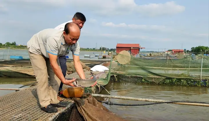 Nuôi Cá Tầm Trên Sông Kinh Thầy