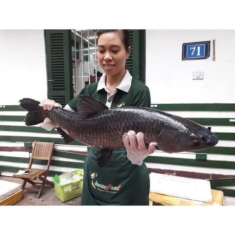 Cá Trắm Đen Sông Đà-giá Cá Trắm Sông Tại Hà Nội | Cleverfood ... Cá Trắm Đen Sông Đà-giá Cá Trắm Sông Tại Hà Nội | Cleverfood ...