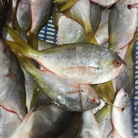 Giá Cá Trầm Xanh: Cập Nhật Bảng Giá Mới Nhất Và Hướng Dẫn Chọn Mua