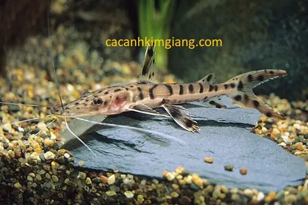 Cá Trê Cọp, Cá Da Báo Mỏ Vịt Lùa Đáy Bể Cá