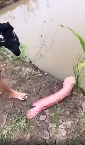 Cá Trê Hồng - "báu Vật" Tiền Tỷ Cá Trê Hồng - "báu Vật" Tiền Tỷ