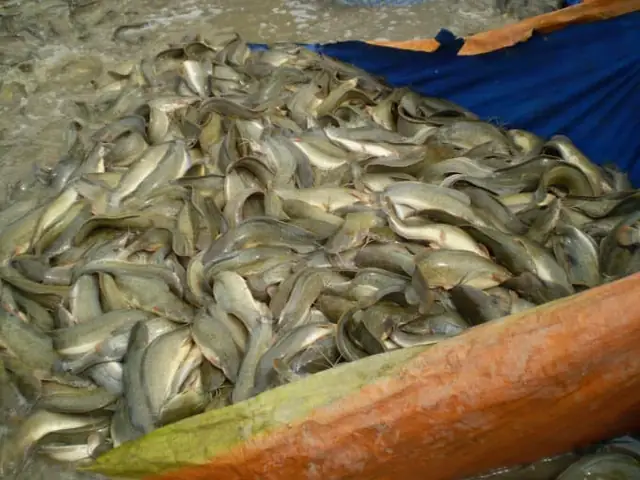 Giá Cá Trê Vàng Giống: Cập Nhật Mới Nhất & Hướng Dẫn Mua Nuôi Hiệu Quả