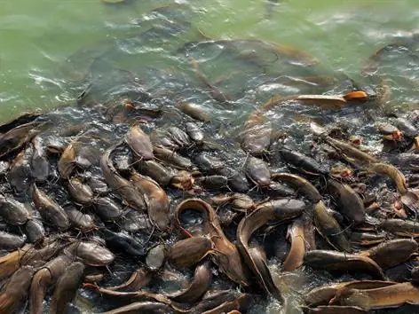 Nuôi Cá Trê Vàng Lãi Gần 15.000 Đồng/kg