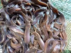 Giá Cá Trê Vàng Giống Là Bao Nhiêu