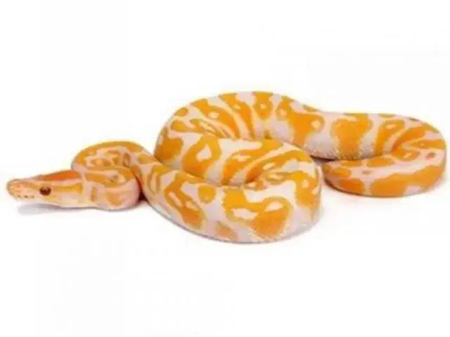 Khó Có Thể Tưởng Tượng Những Con Vật Siêu Quen Thuộc Này Lại Đắt Đỏ Đến Thế