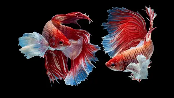 Cá Betta Rồng Ăn Gì?