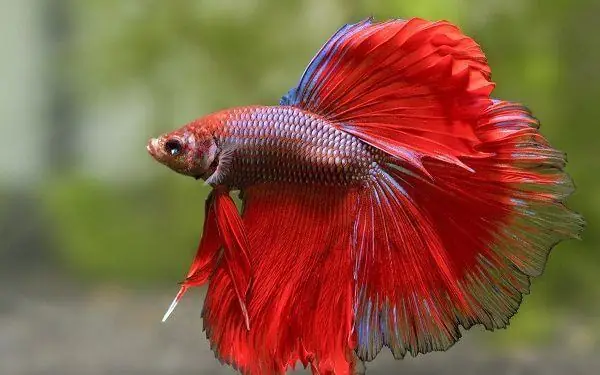 Xuất Xứ Cá Betta Rồng