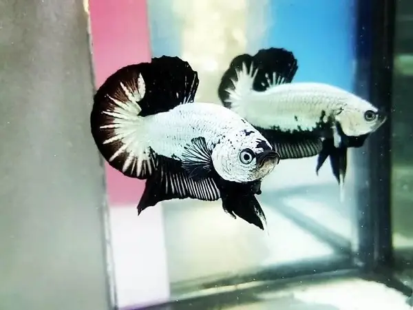 Tập Tính Sinh Sản Cá Betta Rồng