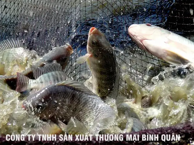 Giá Cám Nuôi Cá Rô Phi