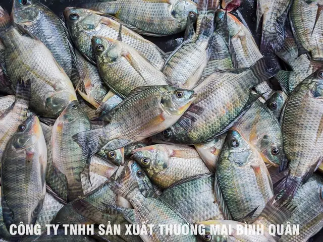 Cá Rô Phí Đơn Tính Giống Giá Bao Nhiêu ?