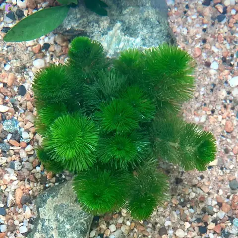 Giới Thiệu Chung Về Rong La Hán (riccia Fluitans)