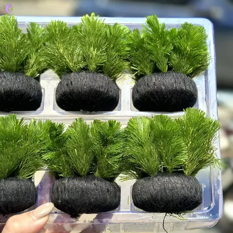 Đặc Điểm Sinh Học Và Hình Thái