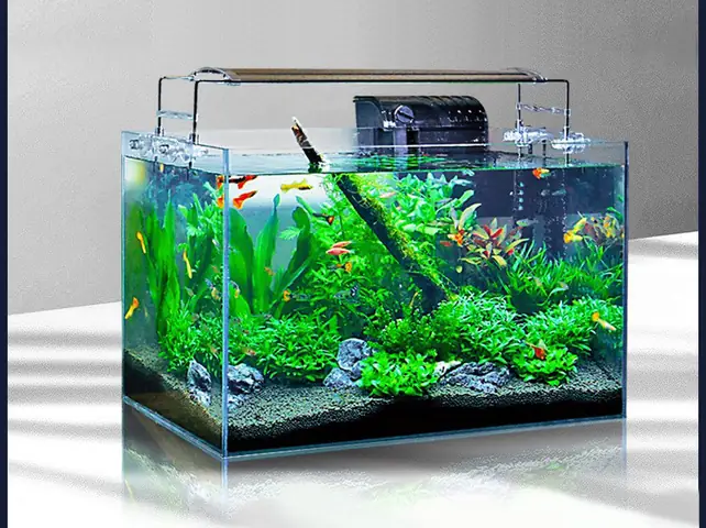 Cây Thủy Sinh Bể Cá: Bảng Giá & Hướng Dẫn Chọn Rong La Hán (riccia Fluitans) Phù Hợp