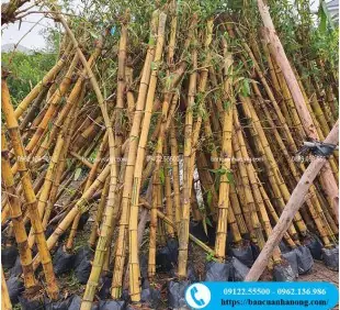 Cây Tre Ngà (cây Tre Vàng) Trồng Sân Vườn, Hàng Rào Bóng Mát